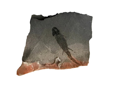 Permian temnospondyl Amphibian Fossil from Germany | 2.36" - FossilsAndMore