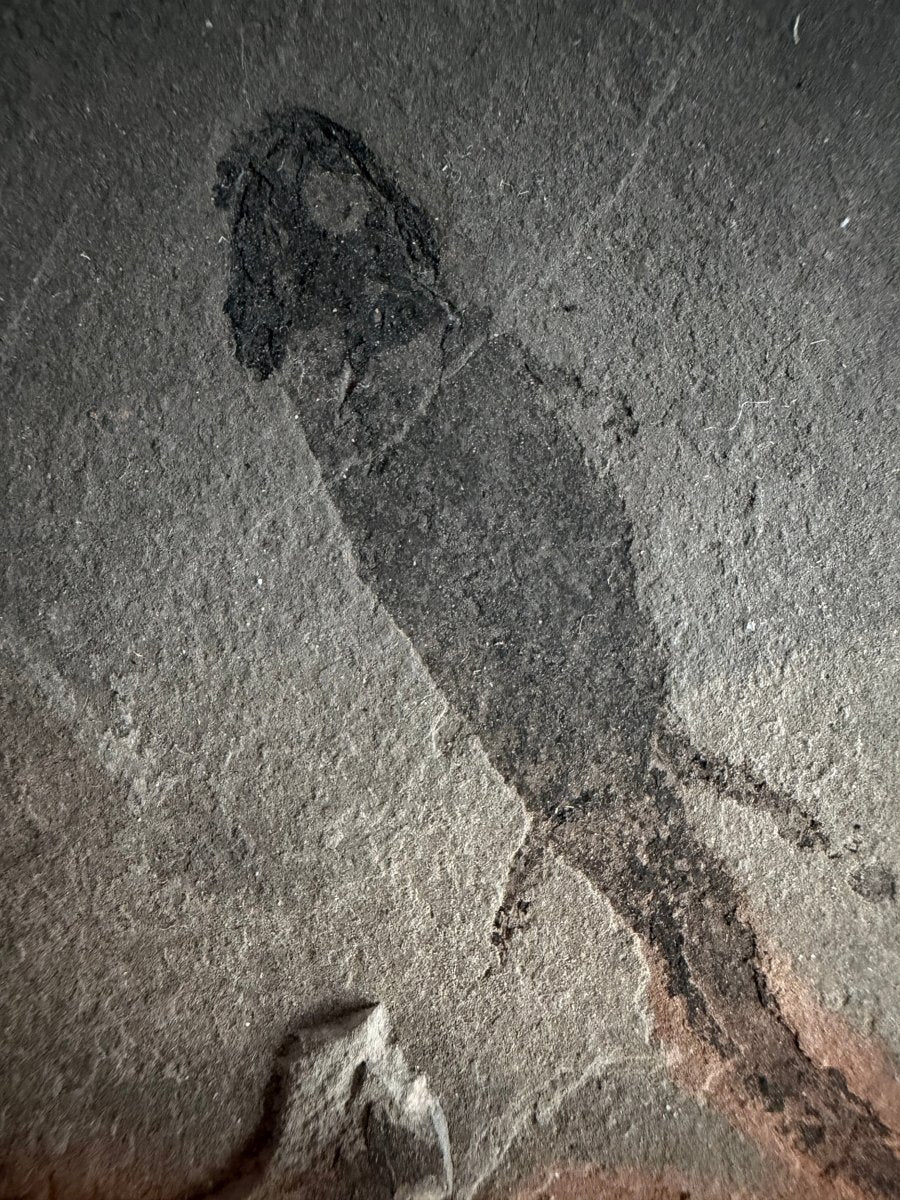 Permian temnospondyl Amphibian Fossil from Germany | 2.36" - FossilsAndMore