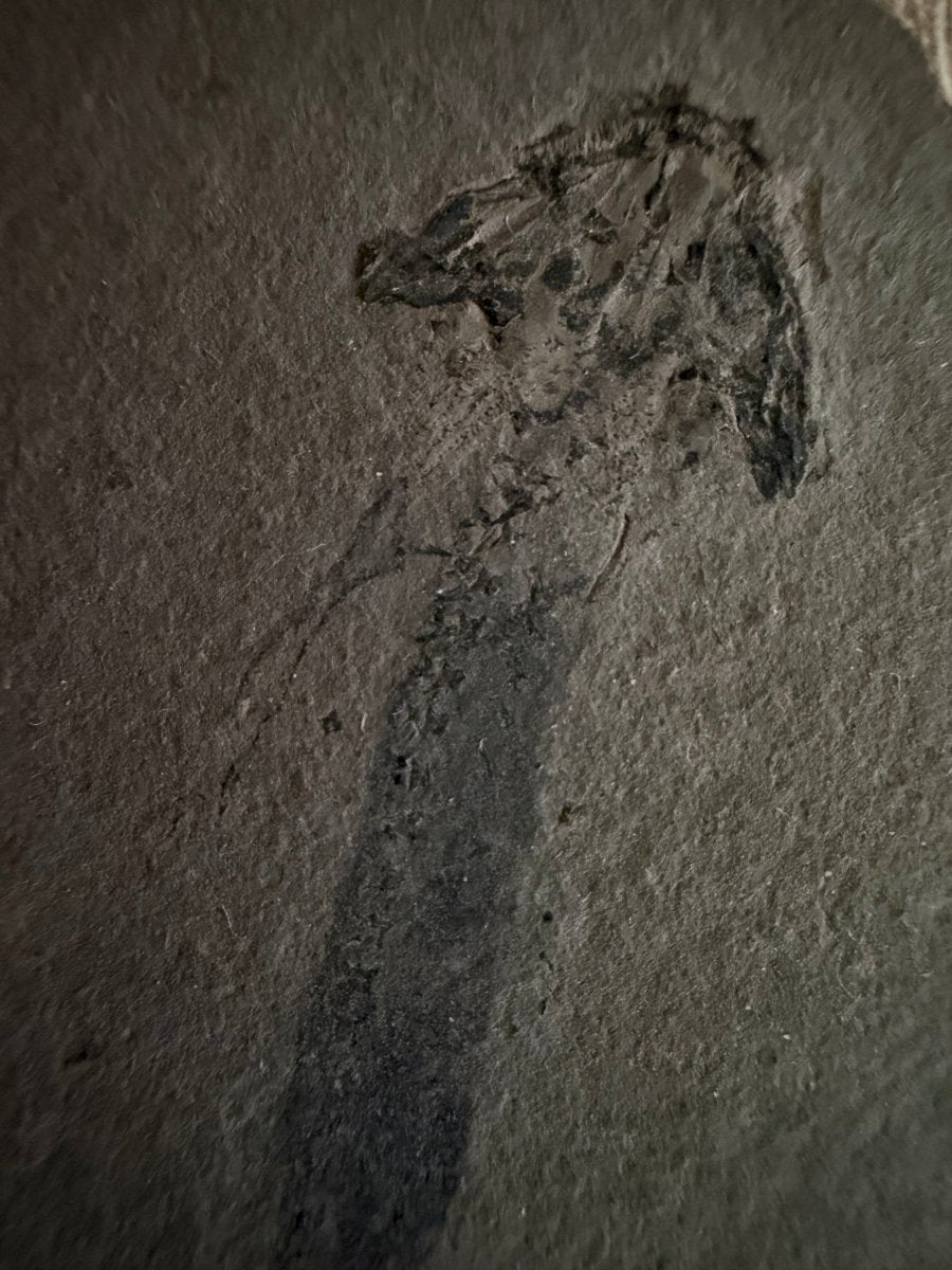 Permian temnospondyl Amphibian Fossil from Germany | 2.75" - FossilsAndMore