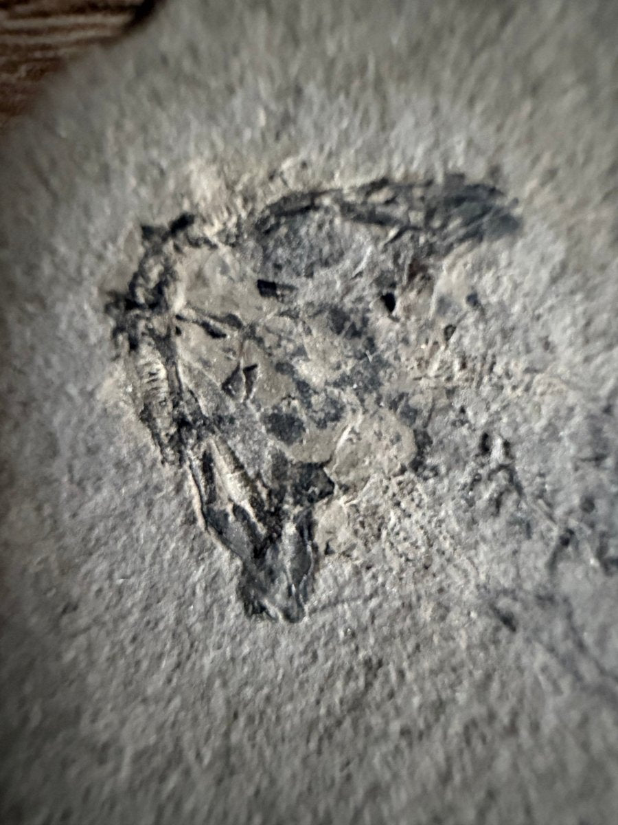 Permian temnospondyl Amphibian Fossil from Germany | 2.75" - FossilsAndMore