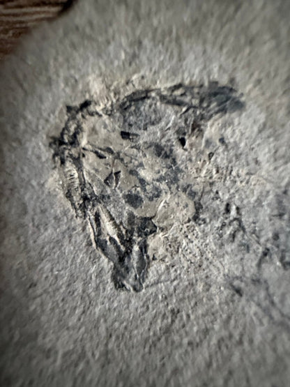 Permian temnospondyl Amphibian Fossil from Germany | 2.75" - FossilsAndMore
