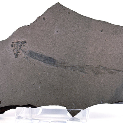 Permian temnospondyl Amphibian Fossil from Germany | 2.75" - FossilsAndMore