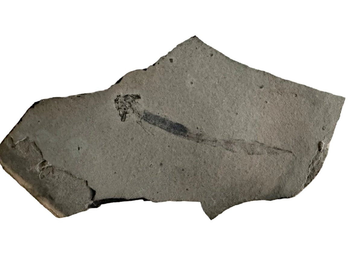 Permian temnospondyl Amphibian Fossil from Germany | 2.75" - FossilsAndMore