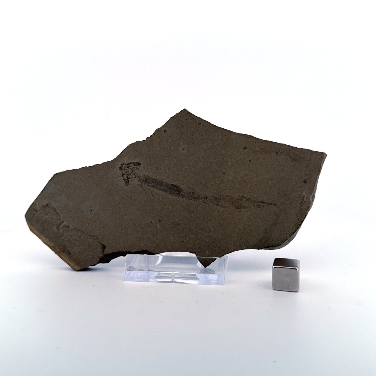 Permian temnospondyl Amphibian Fossil from Germany | 2.75" - FossilsAndMore
