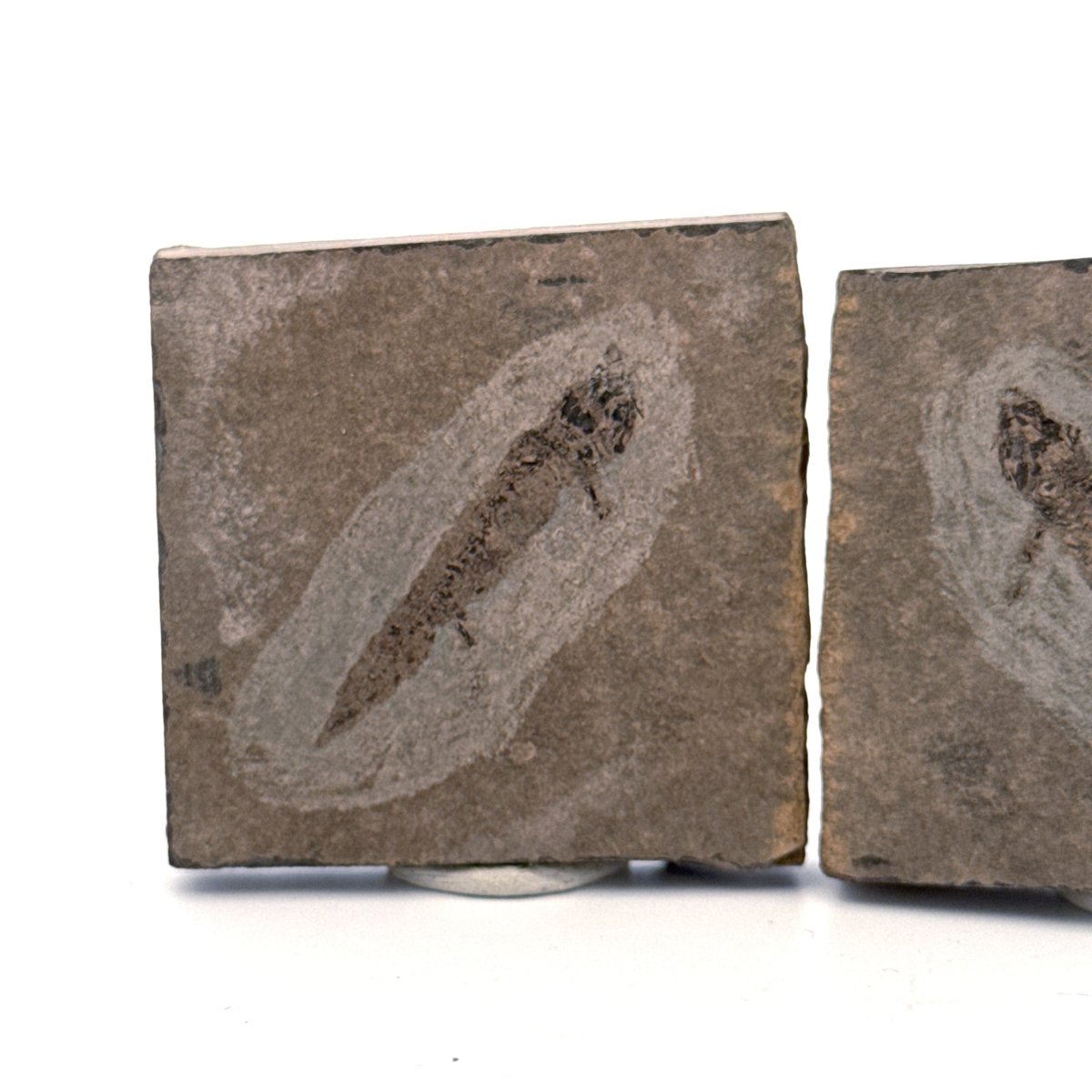 Permian temnospondyl Amphibian Fossil from Germany, Positive & Negative | 1.53" - FossilsAndMore