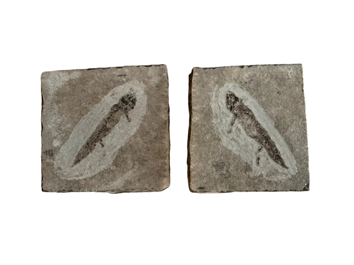 Permian temnospondyl Amphibian Fossil from Germany, Positive & Negative | 1.53" - FossilsAndMore
