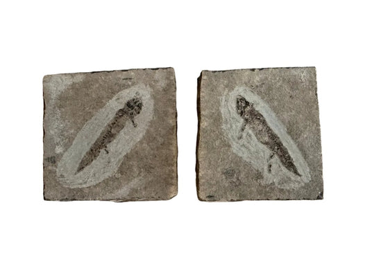 Permian temnospondyl Amphibian Fossil from Germany, Positive & Negative | 1.53" - FossilsAndMore