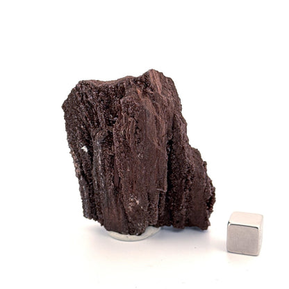 Permineralized Wood Covered In Druzy Quartz (2.72") from Eocene, Germany - FossilsAndMore