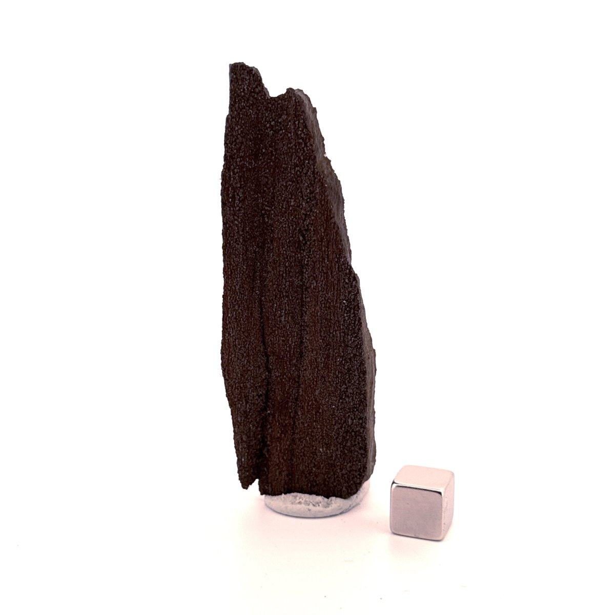 Permineralized Wood Covered In Druzy Quartz (3.39") from Eocene, Germany - FossilsAndMore