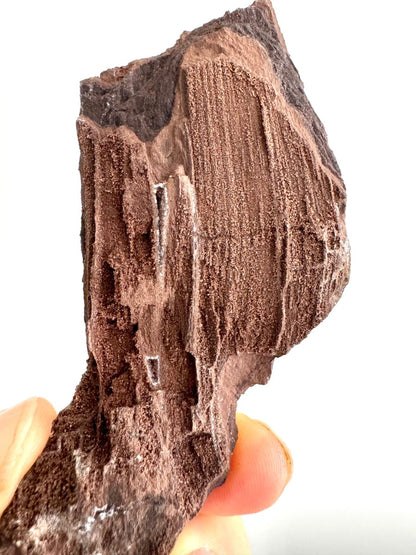 Permineralized Wood Covered In Druzy Quartz (4.43") from Eocene, Germany - FossilsAndMore