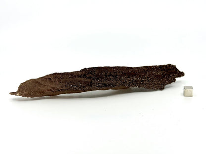Permineralized Wood Covered In Druzy Quartz from Germany (210 Grams) - FossilsAndMore