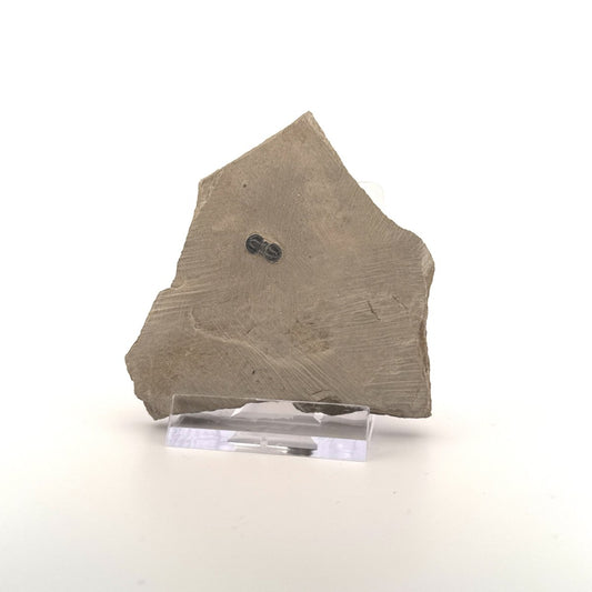 Peronopsis interstrictus Trilobite Fossil on matrix – Cambrian, Utah, USA (P001) - FossilsAndMore