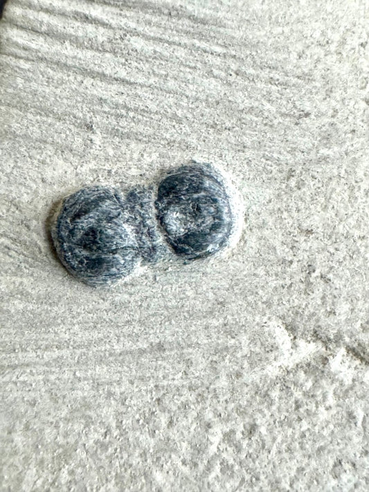 Peronopsis interstrictus Trilobite Fossil on matrix – Cambrian, Utah, USA (P004) - FossilsAndMore