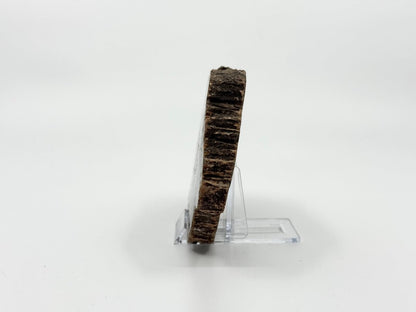 Petrified wood slab from Madagascar (5.93") - FossilsAndMore