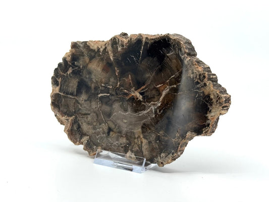 Petrified wood slab from Madagascar (5.93") - FossilsAndMore