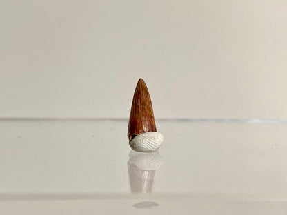 Phytosaur fossils tooth, Redondasaurus (0.49") - Late Triassic, USA - FossilsAndMore