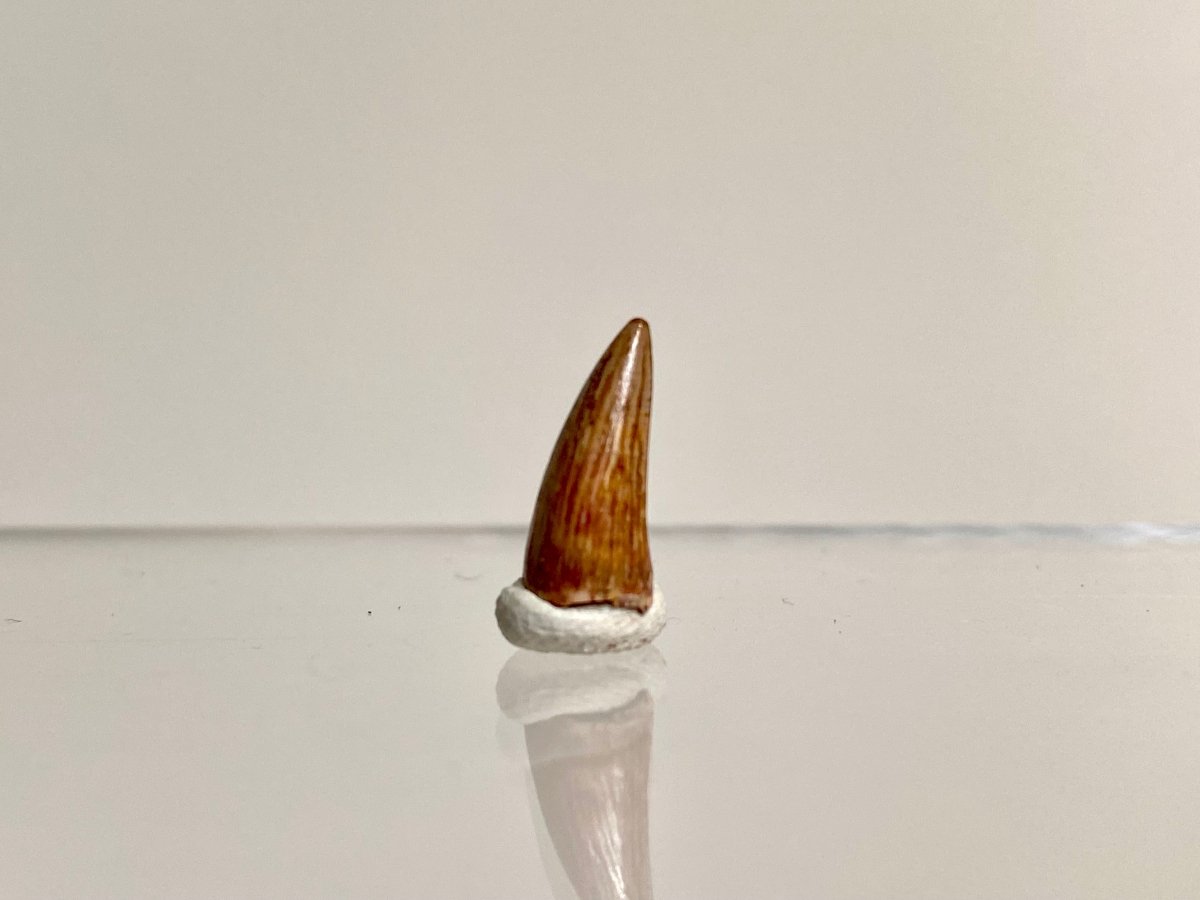 Phytosaur fossils tooth, Redondasaurus (0.49") - Late Triassic, USA - FossilsAndMore