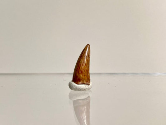 Phytosaur fossils tooth, Redondasaurus (0.49") - Late Triassic, USA - FossilsAndMore