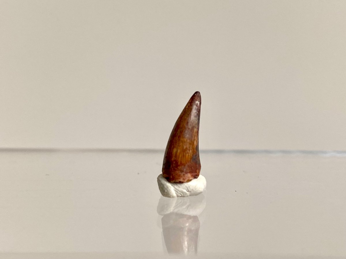 Phytosaur fossils tooth, Redondasaurus (0.54") - Late Triassic, USA - FossilsAndMore