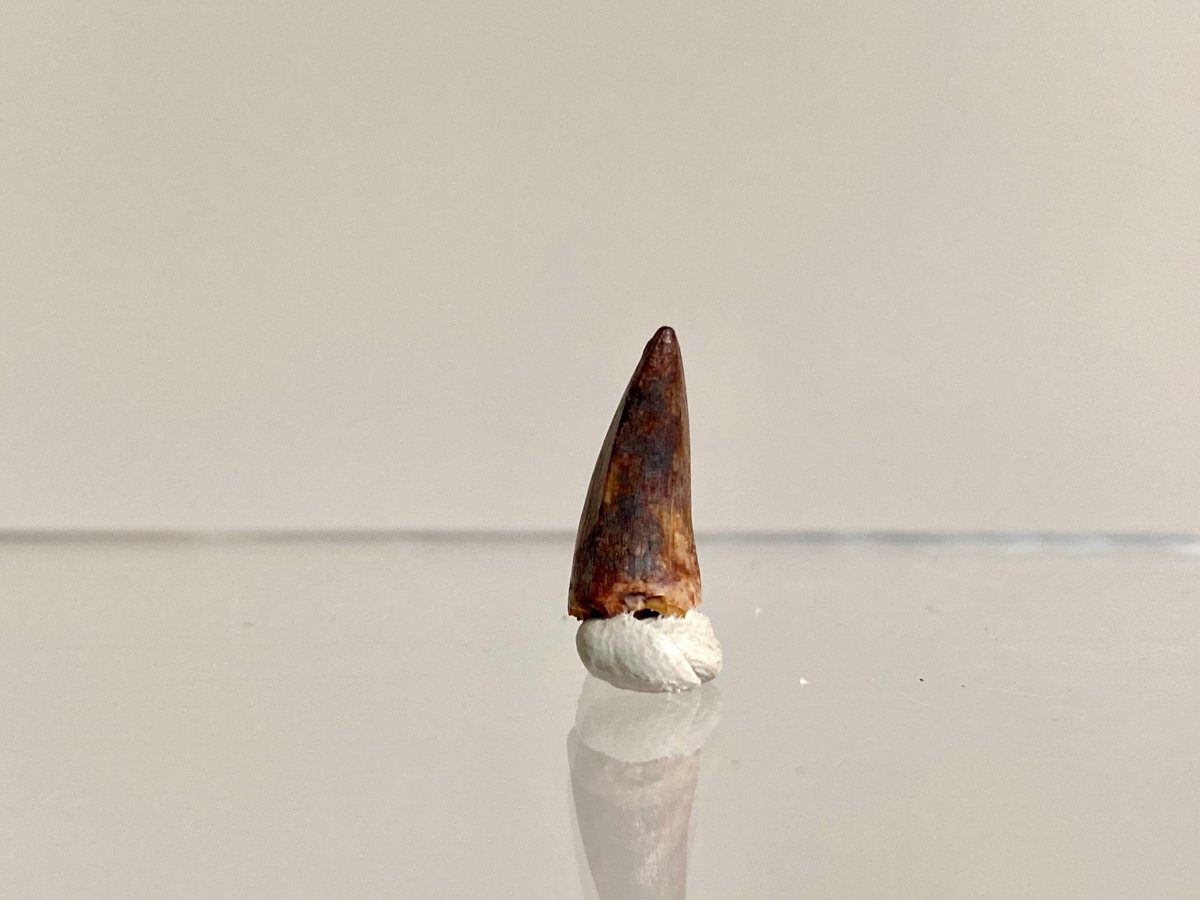Phytosaur fossils tooth, Redondasaurus (0.54") - Late Triassic, USA - FossilsAndMore