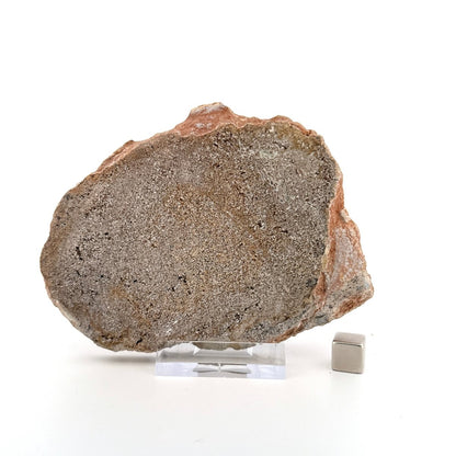 Polished Jurassic Sauropod Dinosaur Bone | 143 Grams - FossilsAndMore