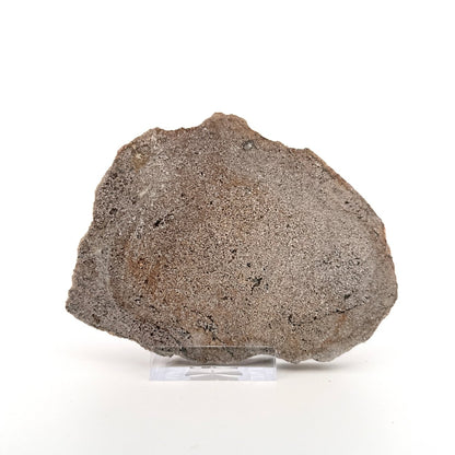 Polished Jurassic Sauropod Dinosaur Bone | 143 Grams - FossilsAndMore