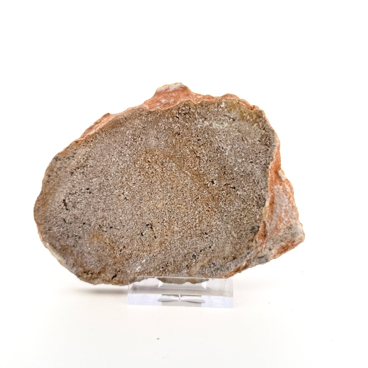 Polished Jurassic Sauropod Dinosaur Bone | 143 Grams - FossilsAndMore