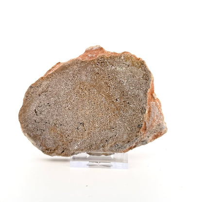 Polished Jurassic Sauropod Dinosaur Bone | 143 Grams - FossilsAndMore