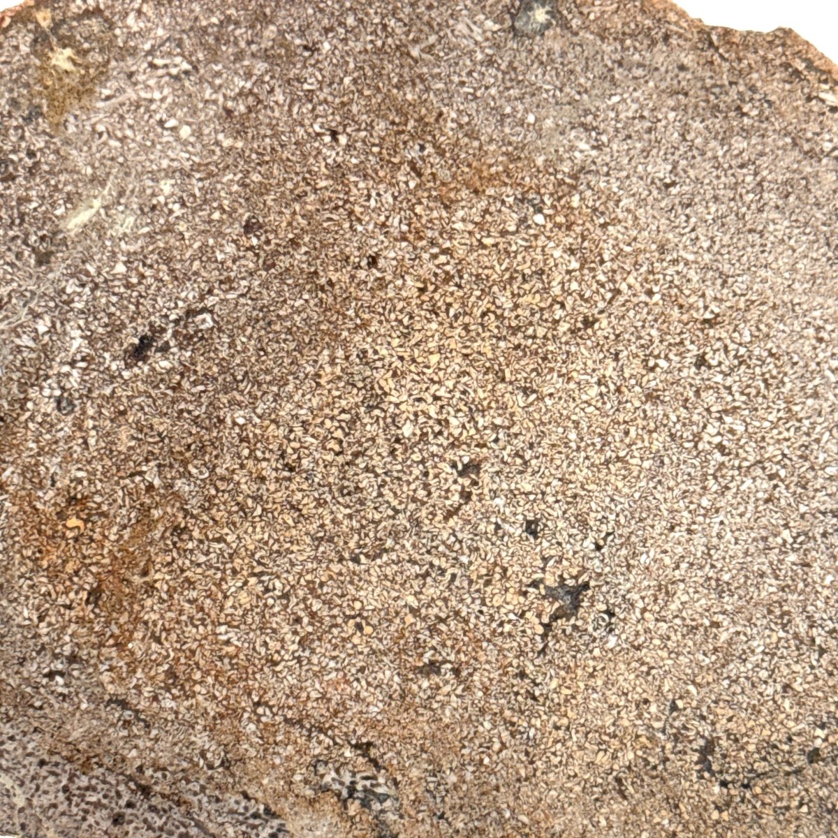 Polished Jurassic Sauropod Dinosaur Bone | 143 Grams - FossilsAndMore