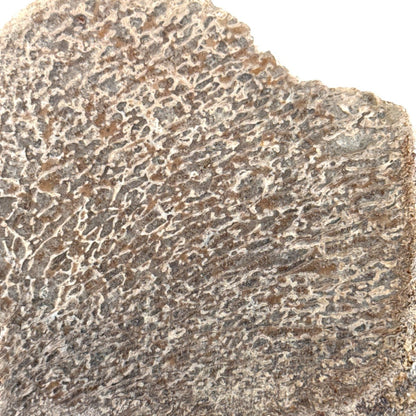 Polished Jurassic Sauropod Dinosaur Bone | 149 Grams - FossilsAndMore