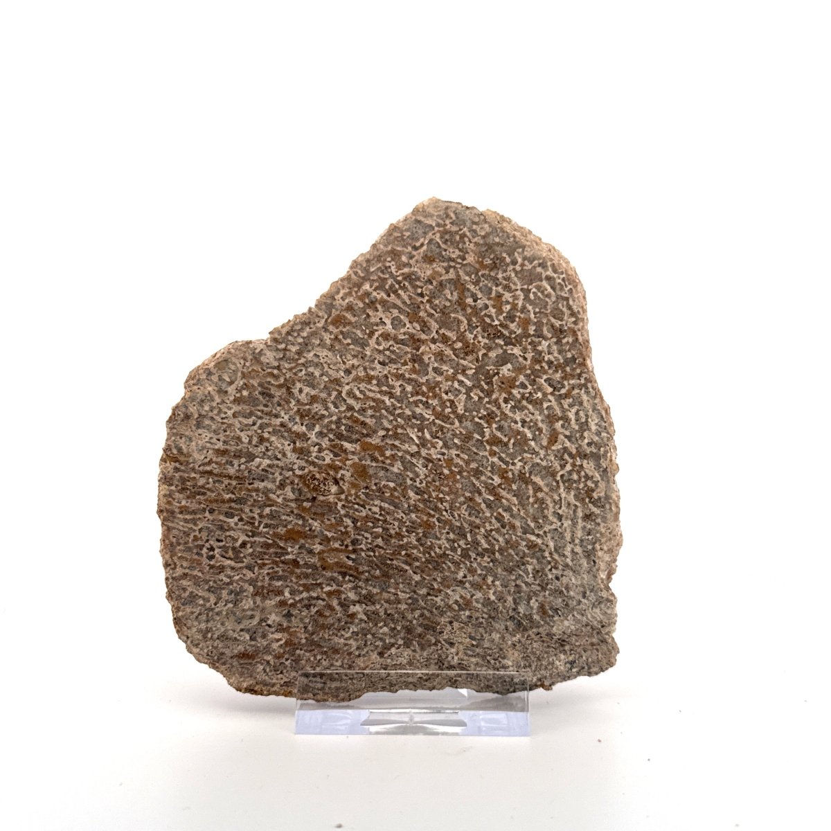 Polished Jurassic Sauropod Dinosaur Bone | 149 Grams - FossilsAndMore