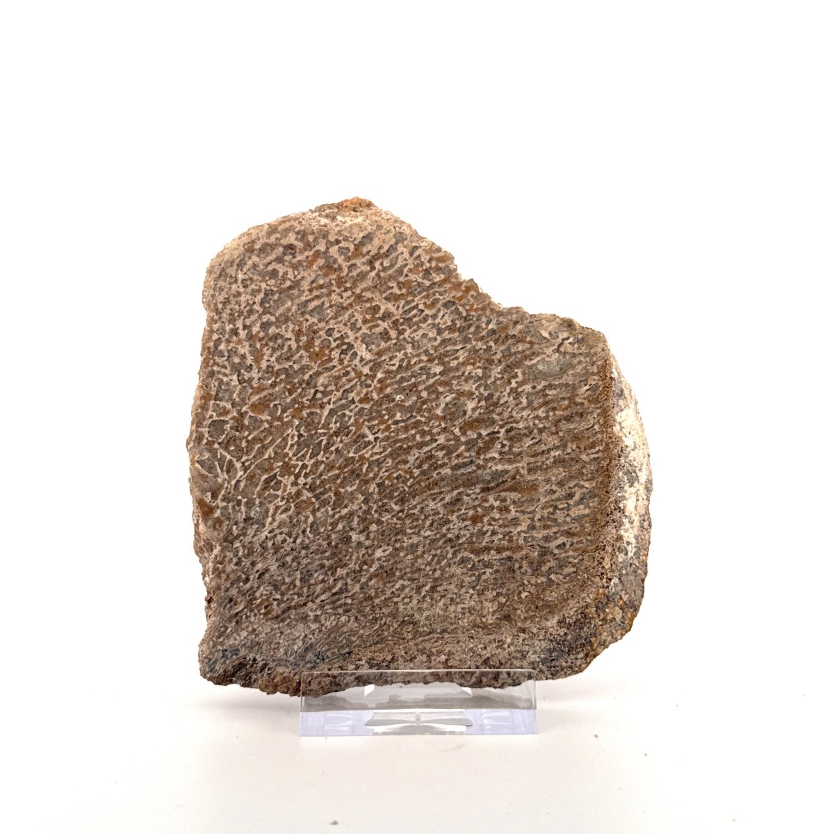 Polished Jurassic Sauropod Dinosaur Bone | 149 Grams - FossilsAndMore