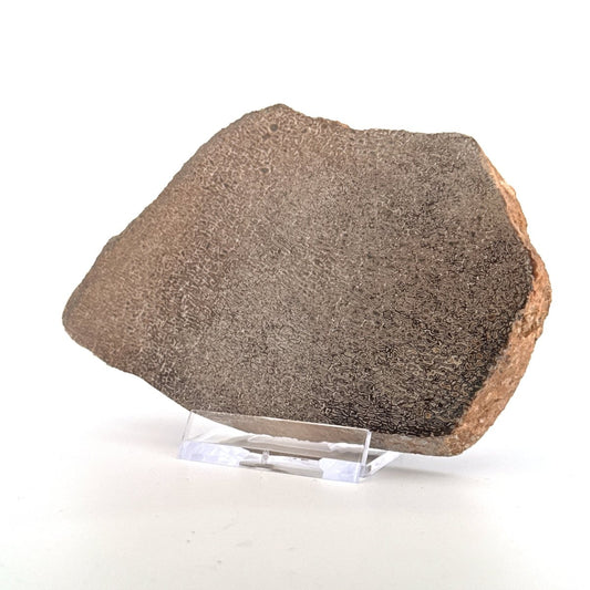 Polished Jurassic Sauropod Dinosaur Bone | 150 Grams - FossilsAndMore