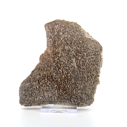 Polished Jurassic Sauropod Dinosaur Bone | 169 Grams - FossilsAndMore