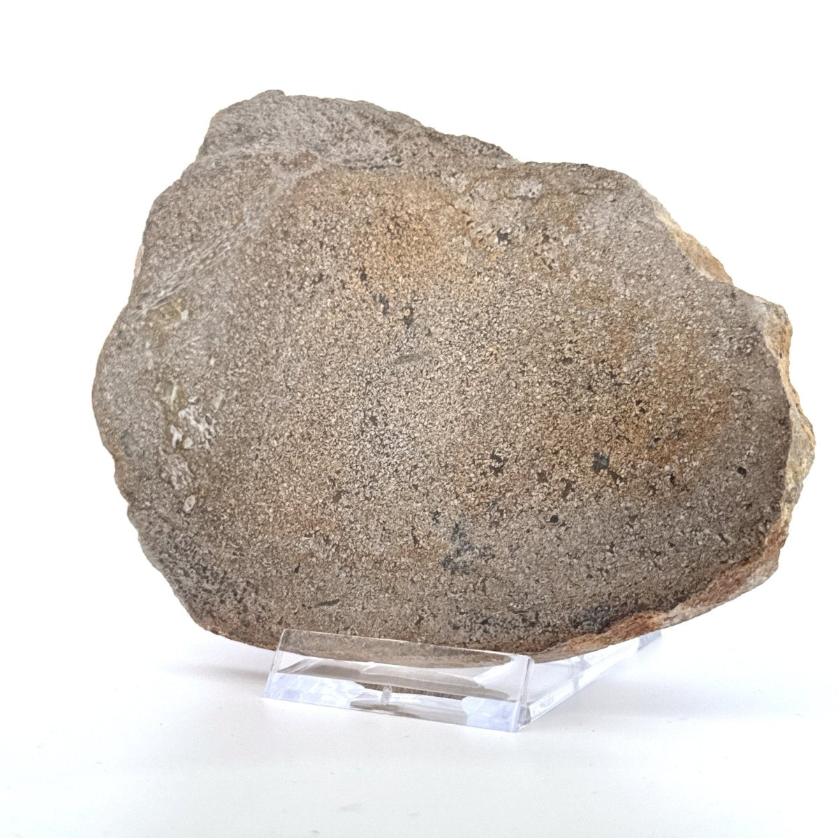 Polished Jurassic Sauropod Dinosaur Bone | 196 Grams - FossilsAndMore