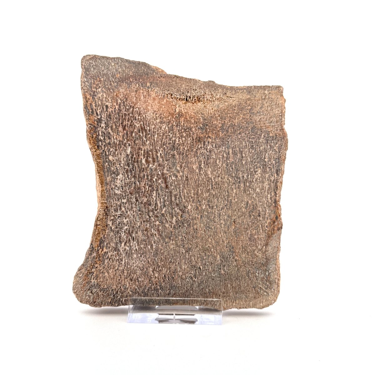 Polished Jurassic Sauropod Dinosaur Bone | 249 Grams - FossilsAndMore