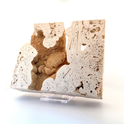 Potamon Fossil Crab on Travertine Matrix (2.10") – Pleistocene period, Turkey - FossilsAndMore