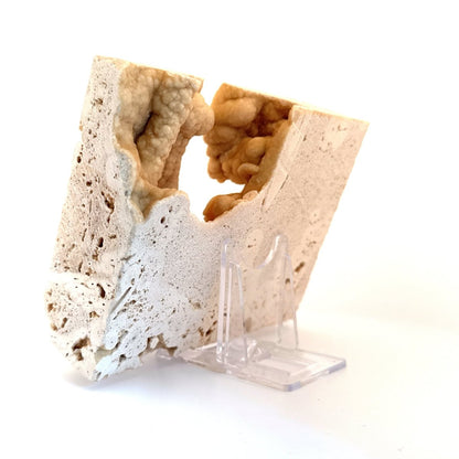 Potamon Fossil Crab on Travertine Matrix (2.10") – Pleistocene period, Turkey - FossilsAndMore