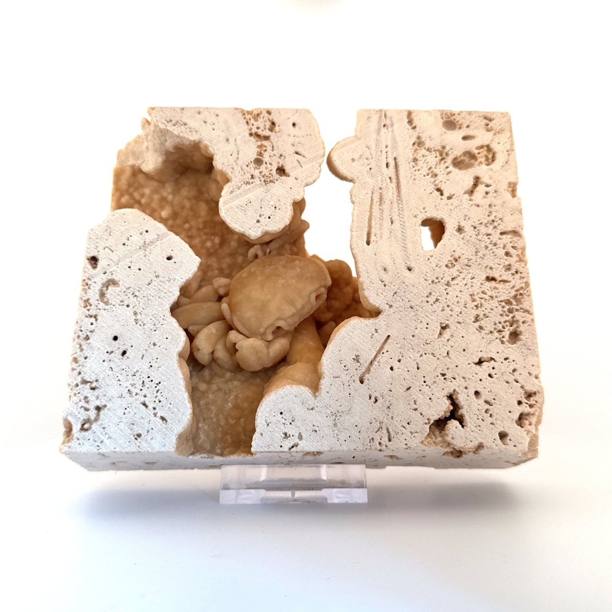 Potamon Fossil Crab on Travertine Matrix (2.10") – Pleistocene period, Turkey - FossilsAndMore