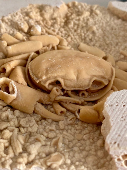 Potamon Fossil Crab on Travertine Matrix (3.08") – Pleistocene period, Turkey - FossilsAndMore