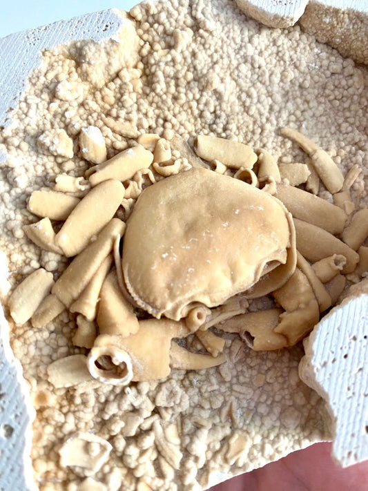 Potamon Fossil Crab on Travertine Matrix (3.08") – Pleistocene period, Turkey - FossilsAndMore