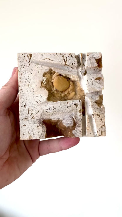 Potamon fossiele krab in travertijn matrix (1,33" inch) – Pleistoceen, Turkije