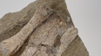 Psittacosaurus poot Vroeg-Krijt fossiel uit China