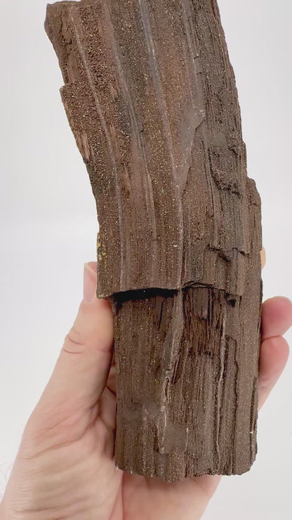 Gepermineraliseerd hout bedekt met druzykwarts (8,66 inch) uit het Eoceen, Duitsland