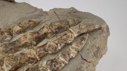 Psittacosaurus achterpoot een vroeg-krijtfossiel uit China