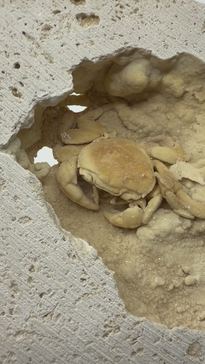 Exceptional Potamon Fossil Crab on Travertine Matrix (2.50") from Pleistocene, Turkey