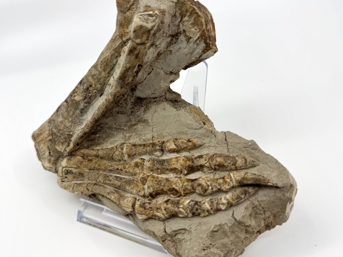 Psittacosaurus Hind Leg an Early Cretaceous Fossil from China - FossilsAndMore