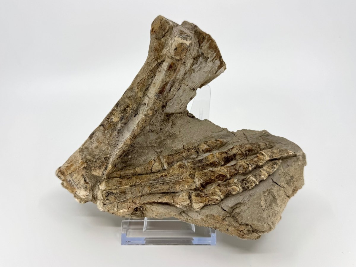 Psittacosaurus Hind Leg an Early Cretaceous Fossil from China - FossilsAndMore