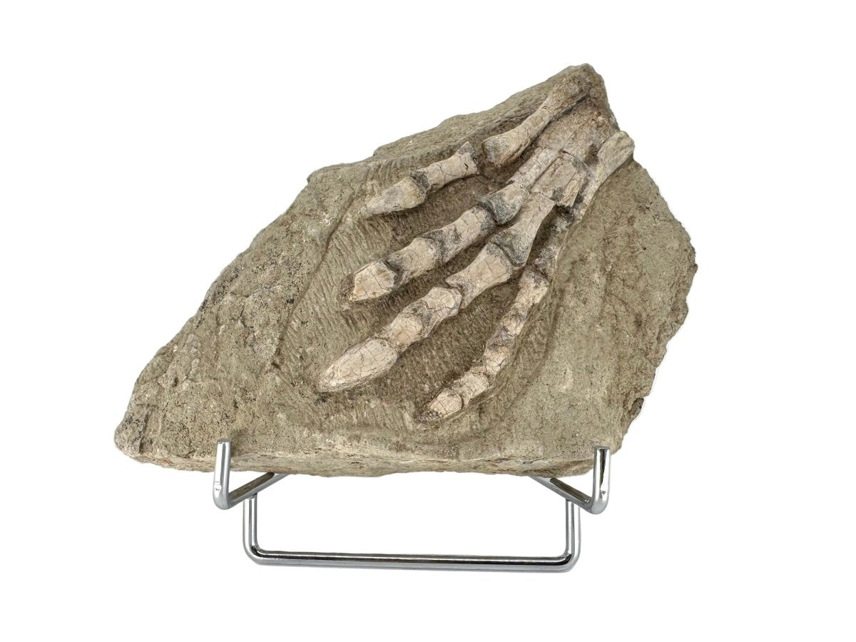 Psittacosaurus Paw Early Cretaceous Fossil from China - FossilsAndMore