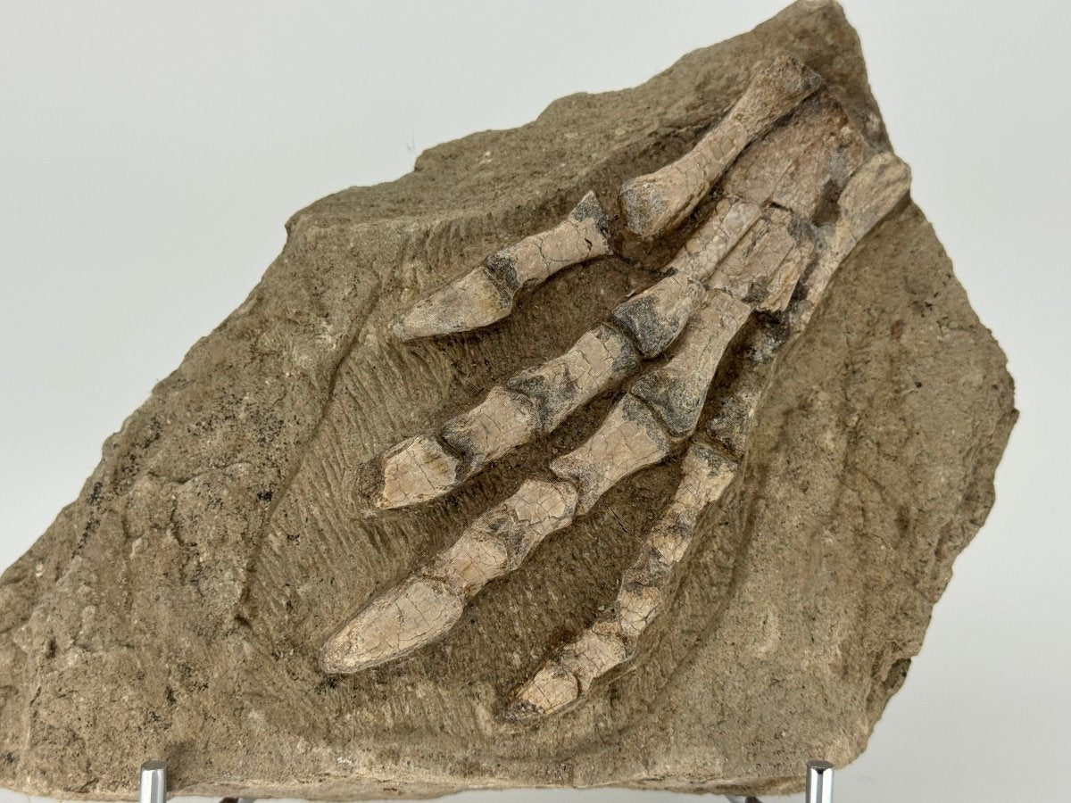 Psittacosaurus Paw Early Cretaceous Fossil from China - FossilsAndMore